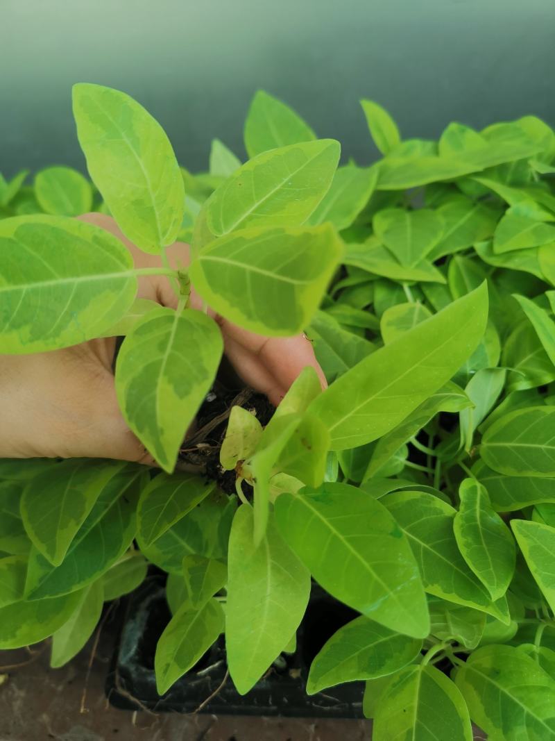 花叶富贵榕穴盘苗观叶植物喜阳大小盆栽基地直销