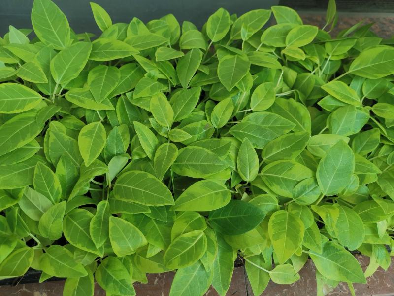 花叶富贵榕穴盘苗观叶植物喜阳大小盆栽基地直销
