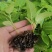 花叶富贵榕穴盘苗观叶植物喜阳大小盆栽基地直销