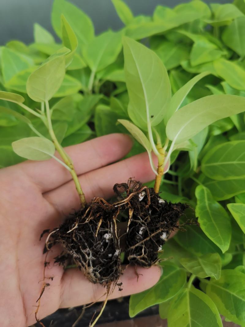 花叶富贵榕穴盘苗观叶植物喜阳大小盆栽基地直销