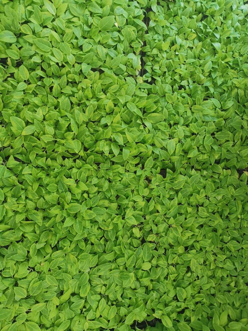 花叶富贵榕穴盘苗观叶植物喜阳大小盆栽基地直销