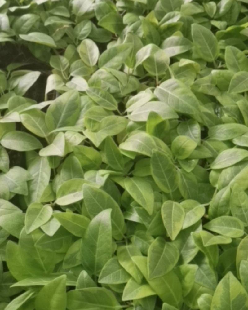 花叶富贵榕穴盘苗观叶植物喜阳大小盆栽基地直销
