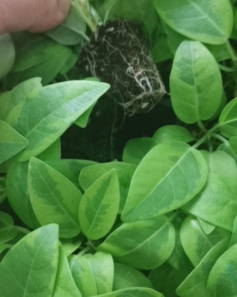 花叶富贵榕穴盘苗观叶植物喜阳大小盆栽基地直销