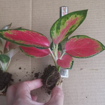 中国红粗肋草穴盘苗室内观叶植物小盆栽可以水培和土培耐摆