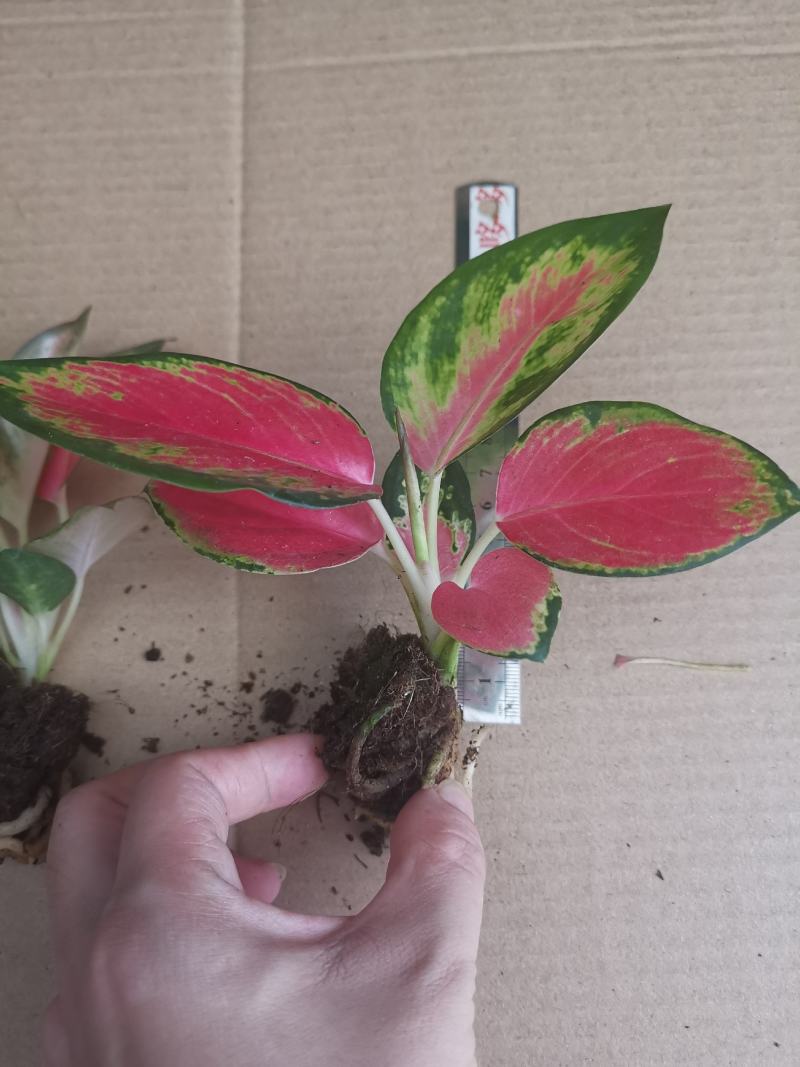 中国红粗肋草穴盘苗室内观叶植物小盆栽可以水培和土培耐摆