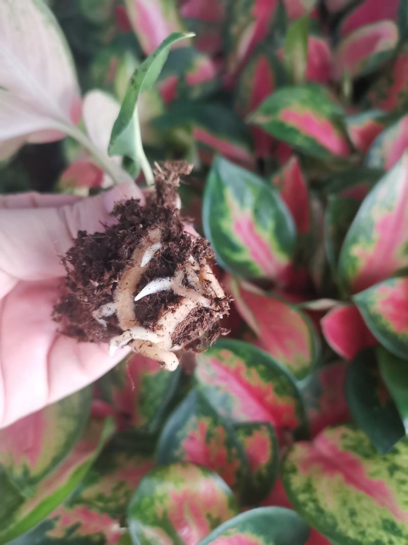 中国红粗肋草穴盘苗室内观叶植物小盆栽可以水培和土培耐摆