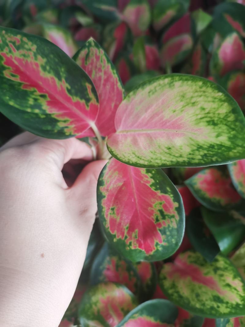 中国红粗肋草穴盘苗室内观叶植物小盆栽可以水培和土培耐摆