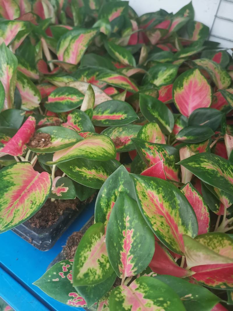 中国红粗肋草穴盘苗室内观叶植物小盆栽可以水培和土培耐摆