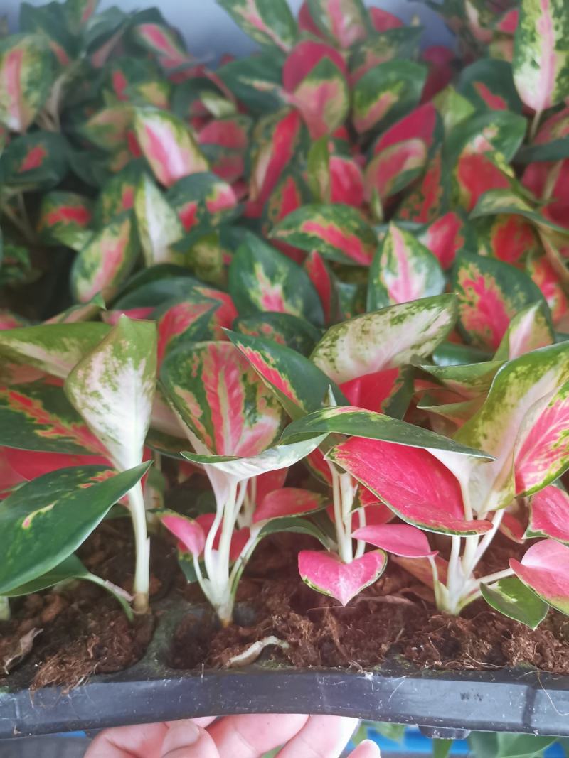 中国红粗肋草穴盘苗室内观叶植物小盆栽可以水培和土培耐摆