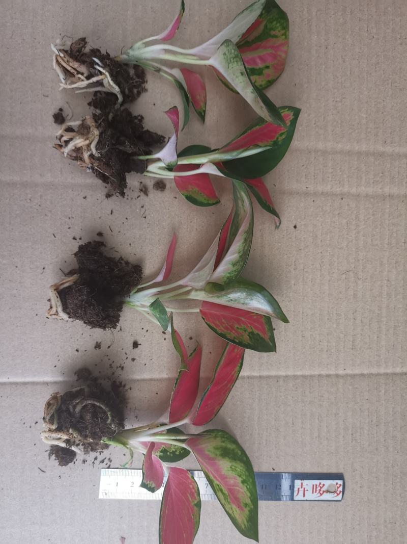 中国红粗肋草穴盘苗室内观叶植物小盆栽可以水培和土培耐摆