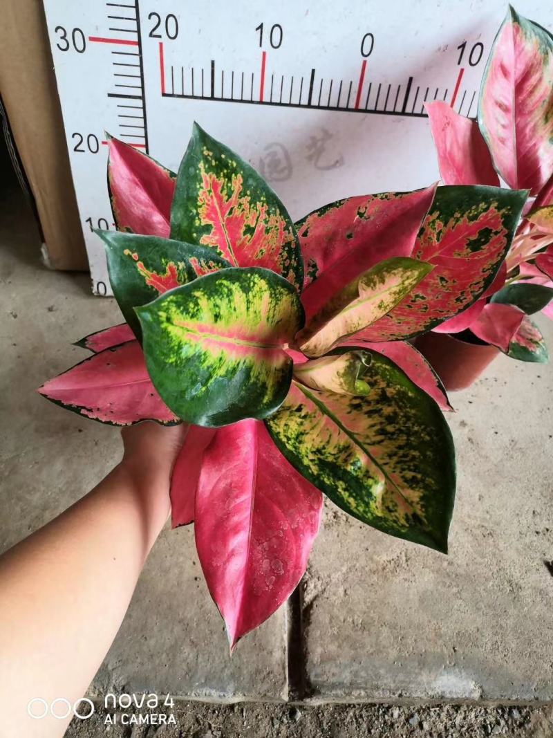 中国红粗肋草穴盘苗室内观叶植物小盆栽可以水培和土培耐摆