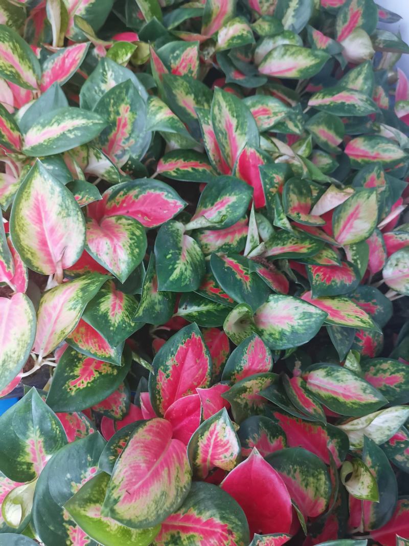 中国红粗肋草穴盘苗室内观叶植物小盆栽可以水培和土培耐摆