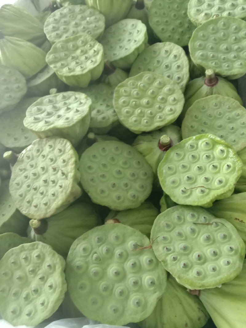 莲蓬，A级精品水果莲蓬