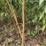 【基地发】苍溪蜂糖李子苗嫁接苗基地直供批发量大品质保证