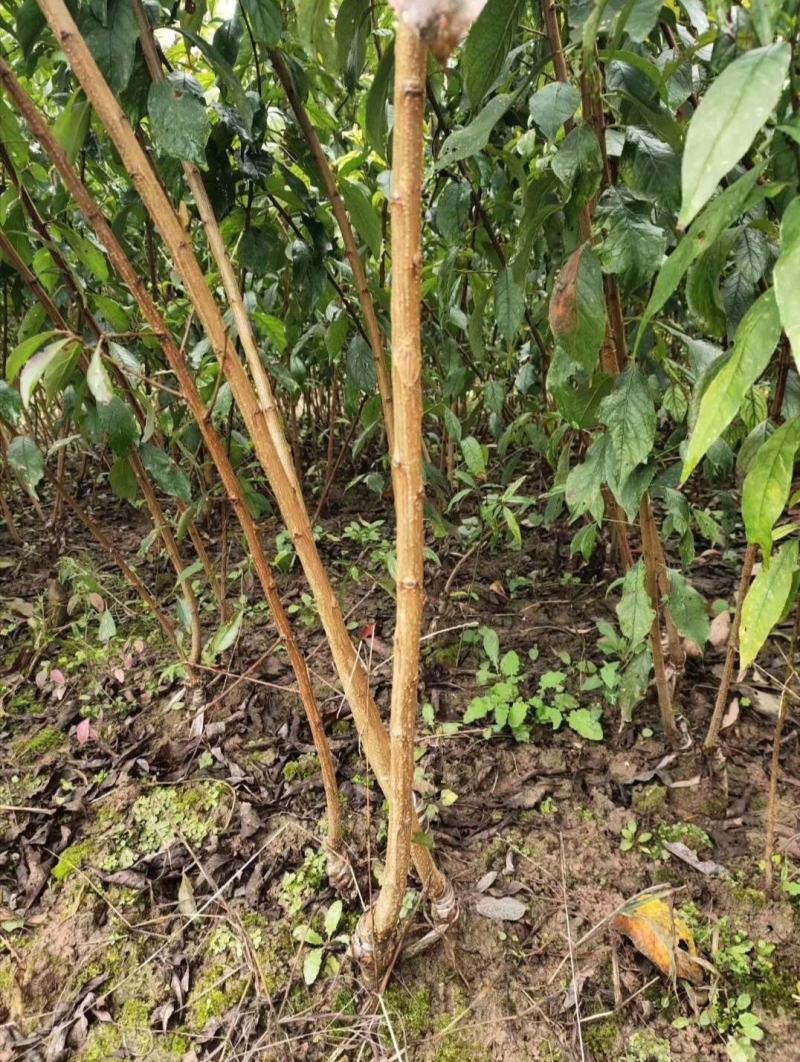 【基地发】苍溪蜂糖李子苗嫁接苗基地直供批发量大品质保证