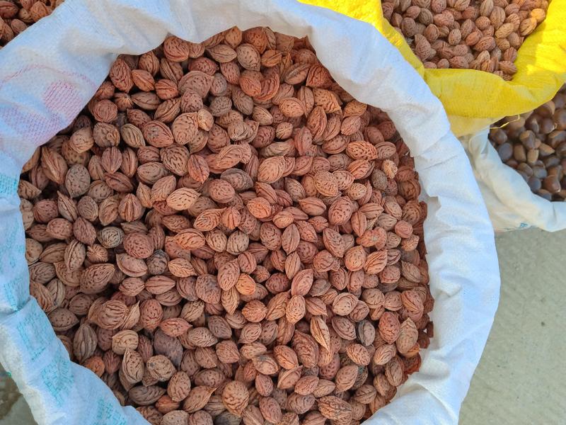 毛桃树种子桃树种子毛桃芽保证质量保证出芽率