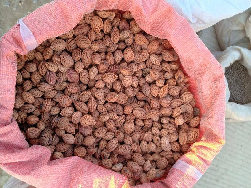 毛桃树种子桃树种子毛桃芽保证质量保证出芽率