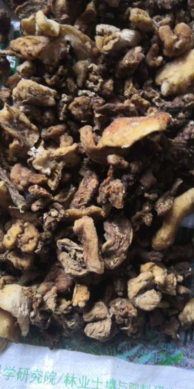 广西野生鸡头黄精，姜形黄精，鲜货，干货量大从优
