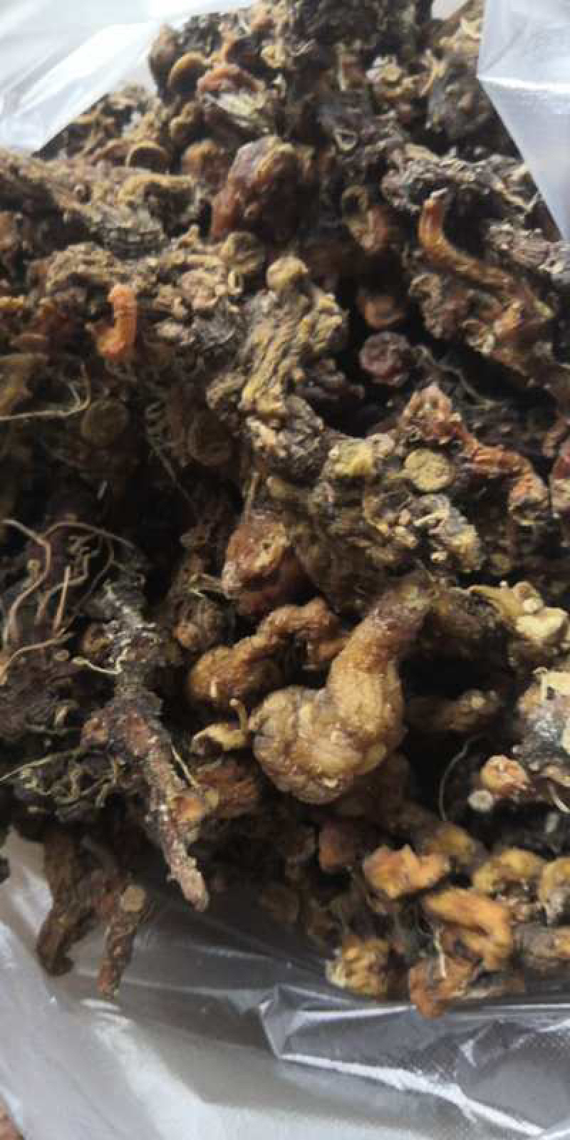广西野生鸡头黄精，姜形黄精，鲜货，干货量大从优