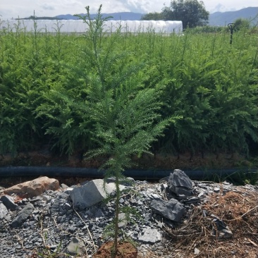 八十分高柳杉16袋装苗可售，物美价优，有需求的联系