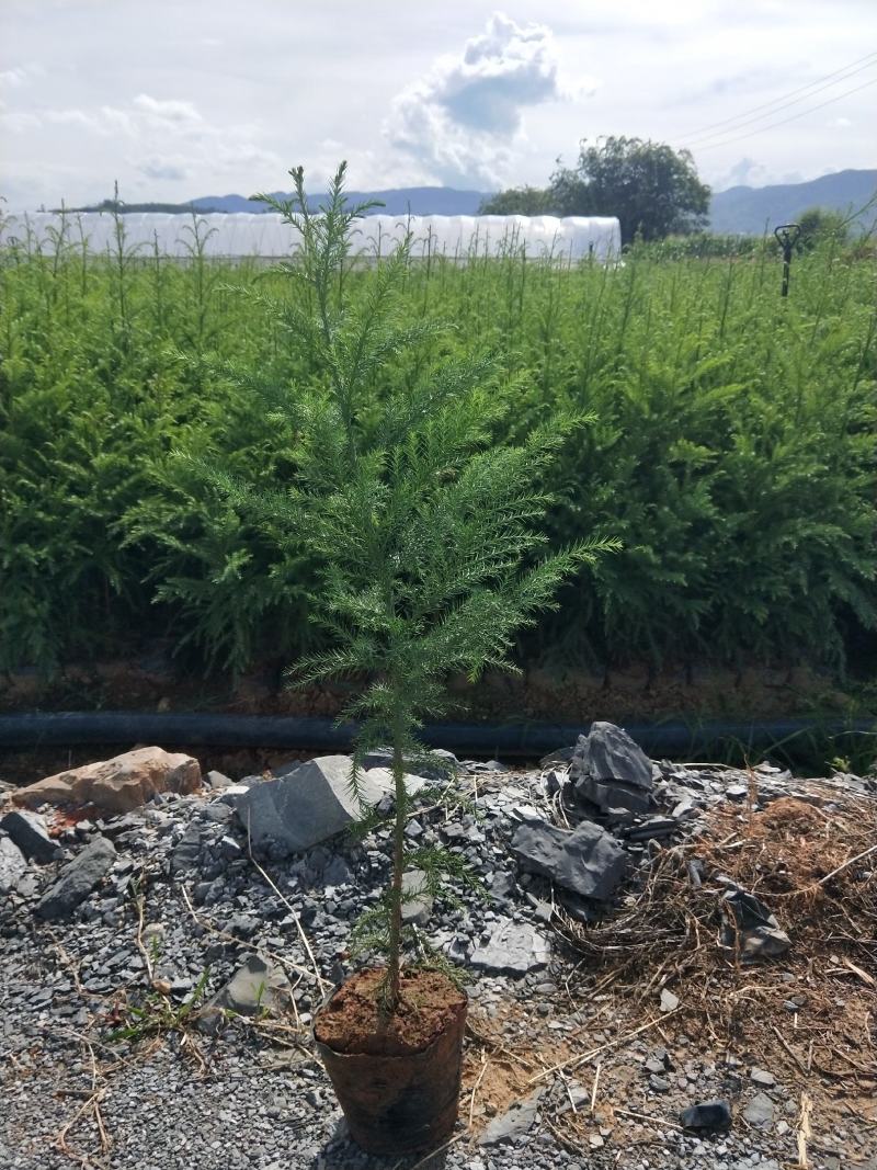 八十分高柳杉16袋装苗可售，物美价优，有需求的联系