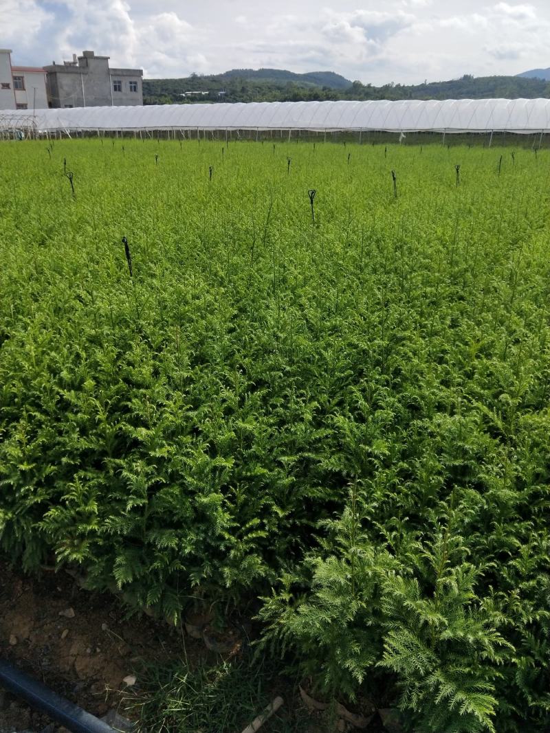 八十分高柳杉16袋装苗可售，物美价优，有需求的联系