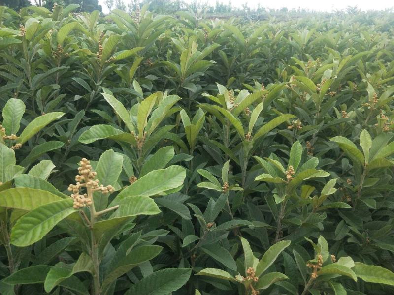 【自家苗圃】苍溪大五星批杷苗种植成活率高批发量大从优