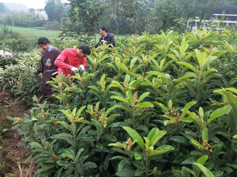 【自家苗圃】苍溪大五星批杷苗种植成活率高批发量大从优