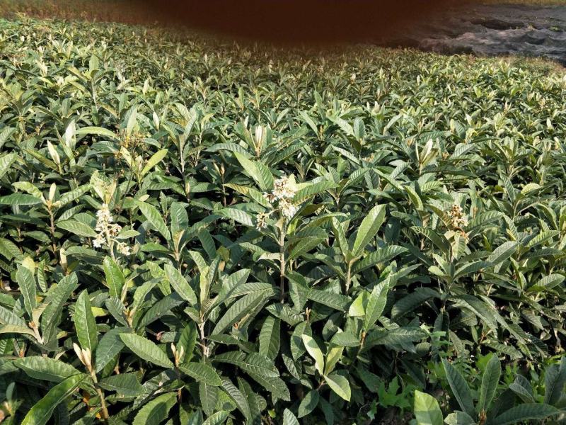【自家苗圃】苍溪大五星批杷苗种植成活率高批发量大从优