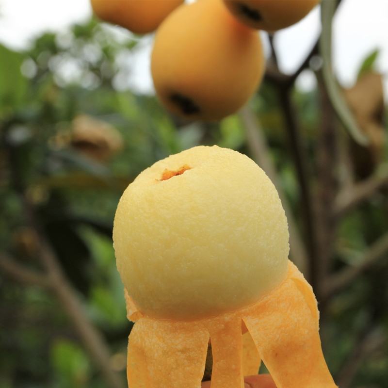 【自家苗圃】苍溪大五星批杷苗种植成活率高批发量大从优