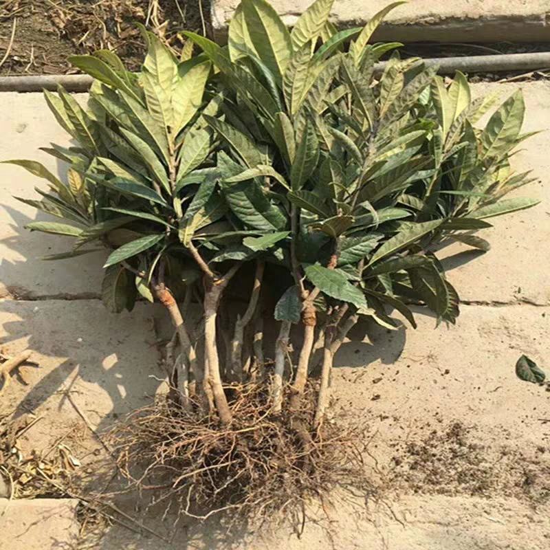 【自家苗圃】苍溪大五星批杷苗种植成活率高批发量大从优