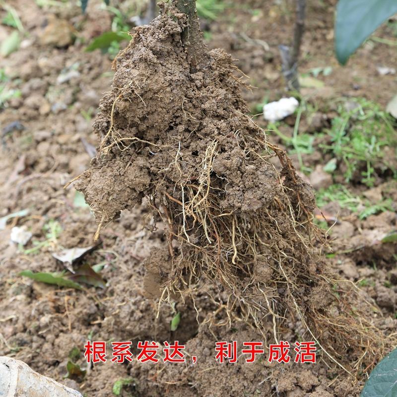 【自家苗圃】苍溪大五星批杷苗种植成活率高批发量大从优