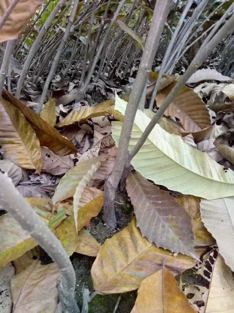 【品质保证】苍溪九家种板栗苗基地发货包成活支持线上交易