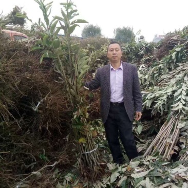 【品质保证】苍溪九家种板栗苗基地发货包成活支持线上交易
