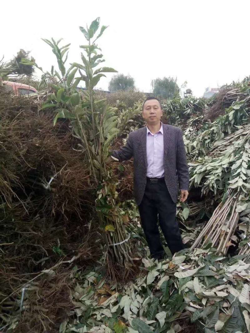 【品质保证】苍溪九家种板栗苗基地发货包成活支持线上交易