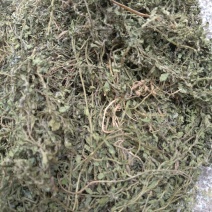 广西产无泥干净青绿鹅不食草