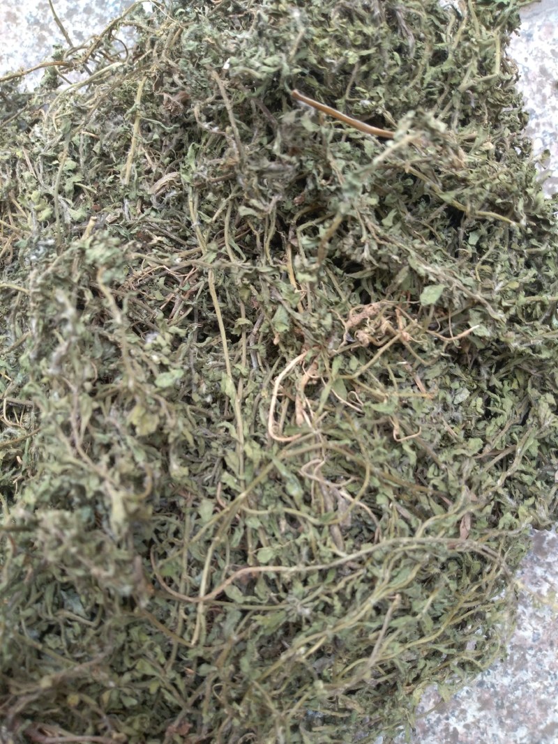 广西产无泥干净青绿鹅不食草