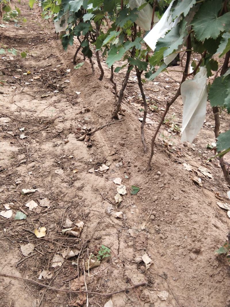 占地葡萄树量大谁要联系我欢迎，壹叁贰玖叁零壹叁玖肆零