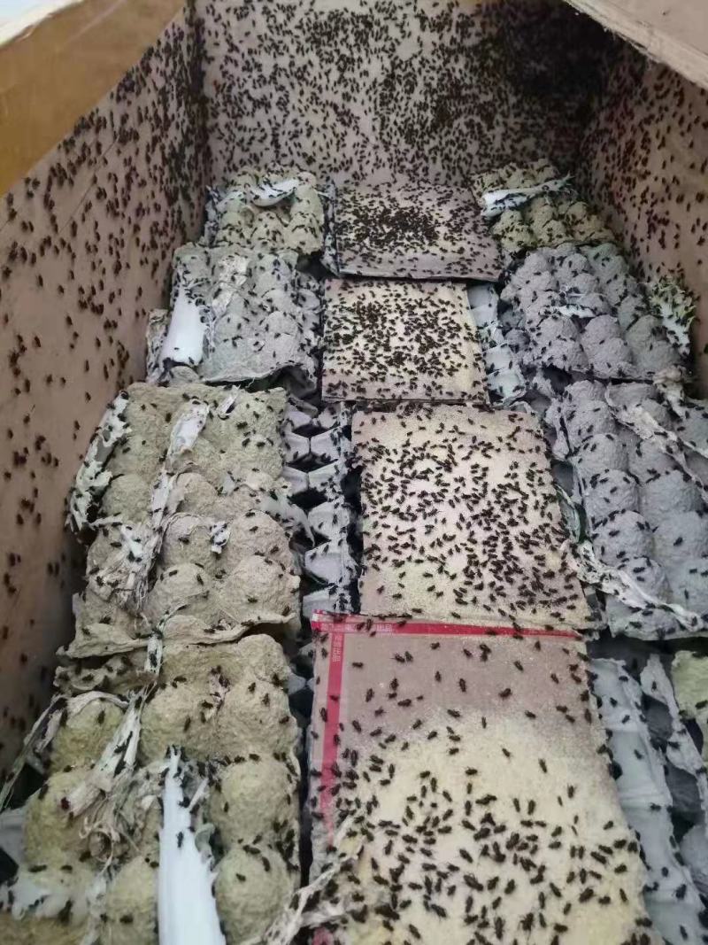 蟋蟀人工养殖蟋蟀蟋蟀卵蟋蟀干品