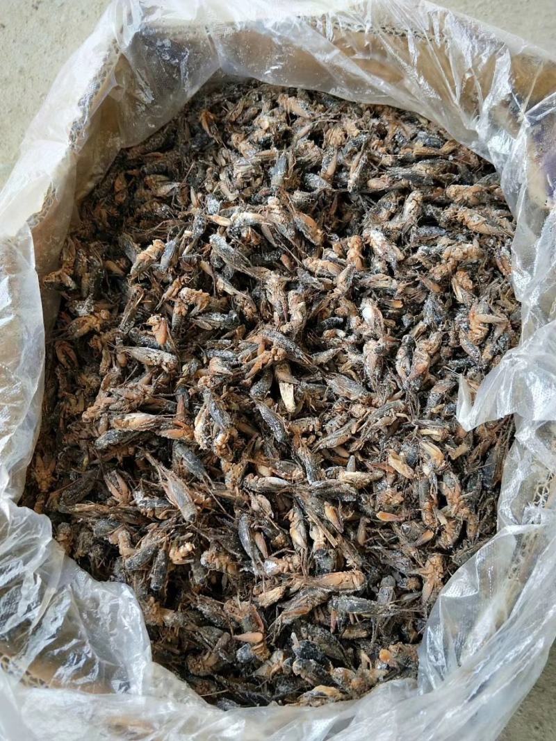 蟋蟀人工养殖蟋蟀蟋蟀卵蟋蟀干品