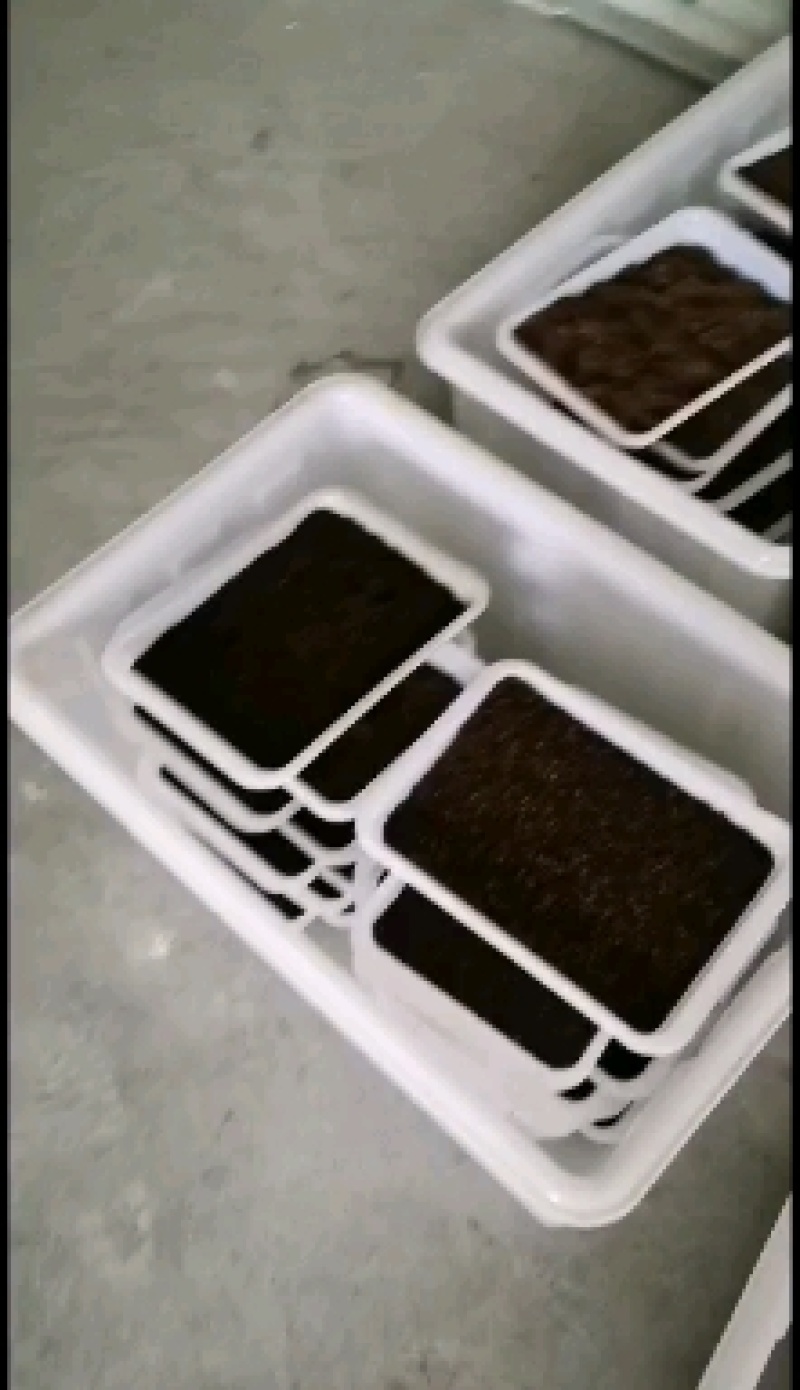 蟋蟀人工养殖蟋蟀蟋蟀卵蟋蟀干品