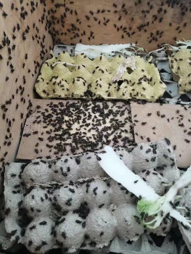 蟋蟀人工养殖蟋蟀蟋蟀卵蟋蟀干品