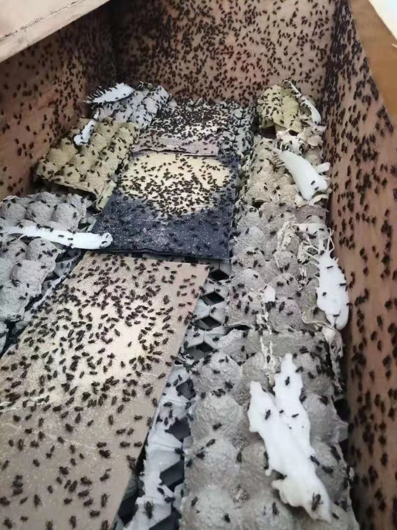 蟋蟀人工养殖蟋蟀蟋蟀卵蟋蟀干品