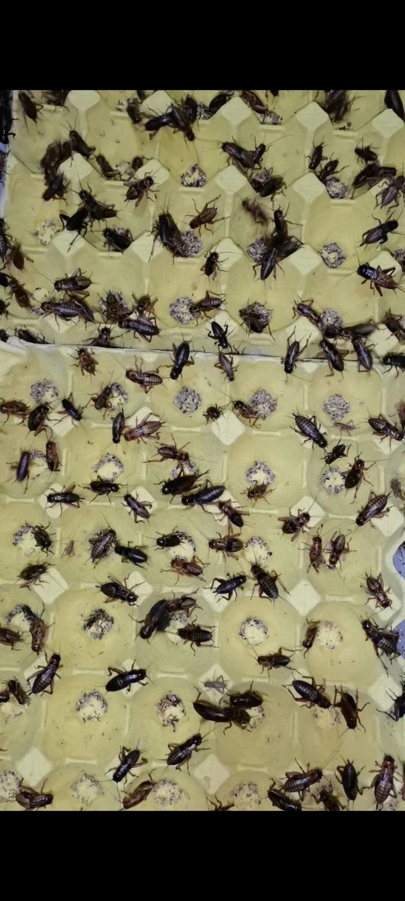 蟋蟀人工养殖蟋蟀蟋蟀卵蟋蟀干品