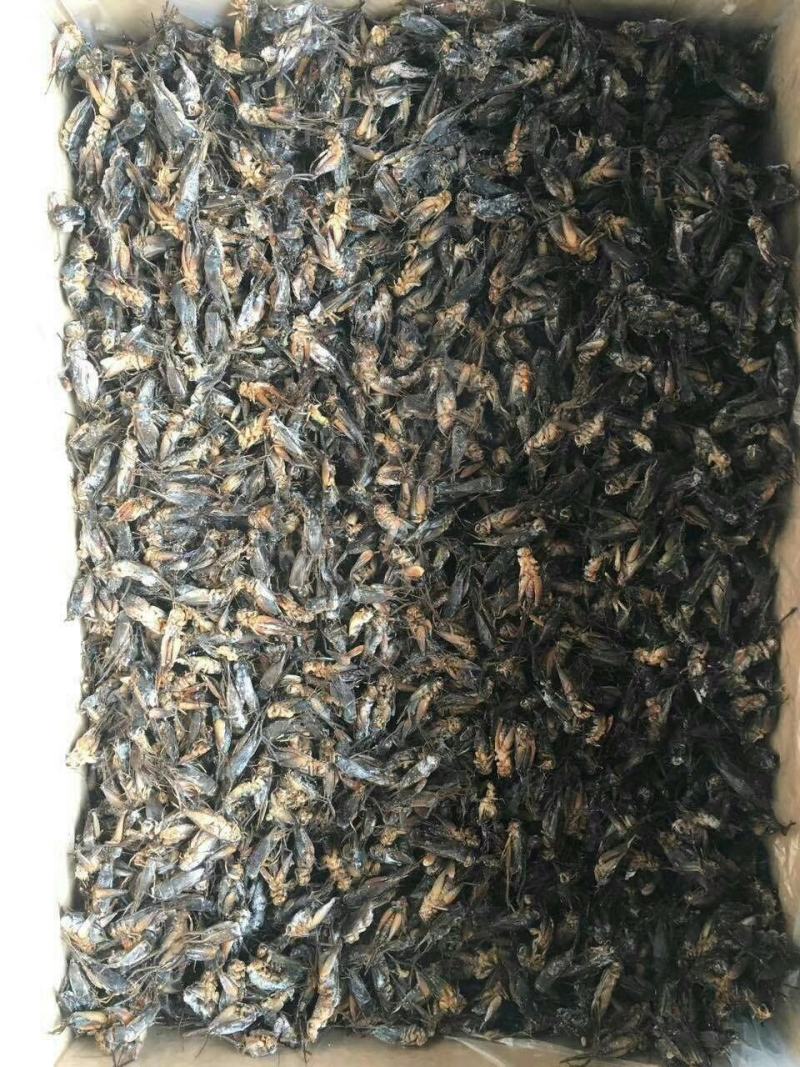 蟋蟀人工养殖蟋蟀蟋蟀卵蟋蟀干品