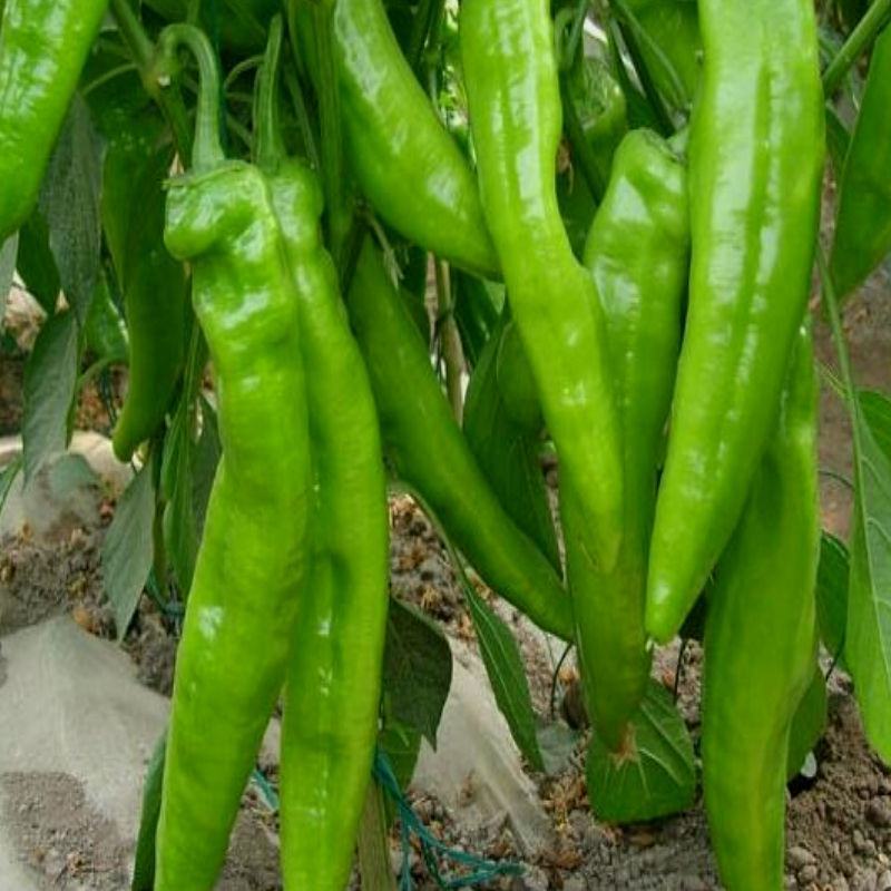 【二荆条辣椒】河南二荆条产地直发货源充足