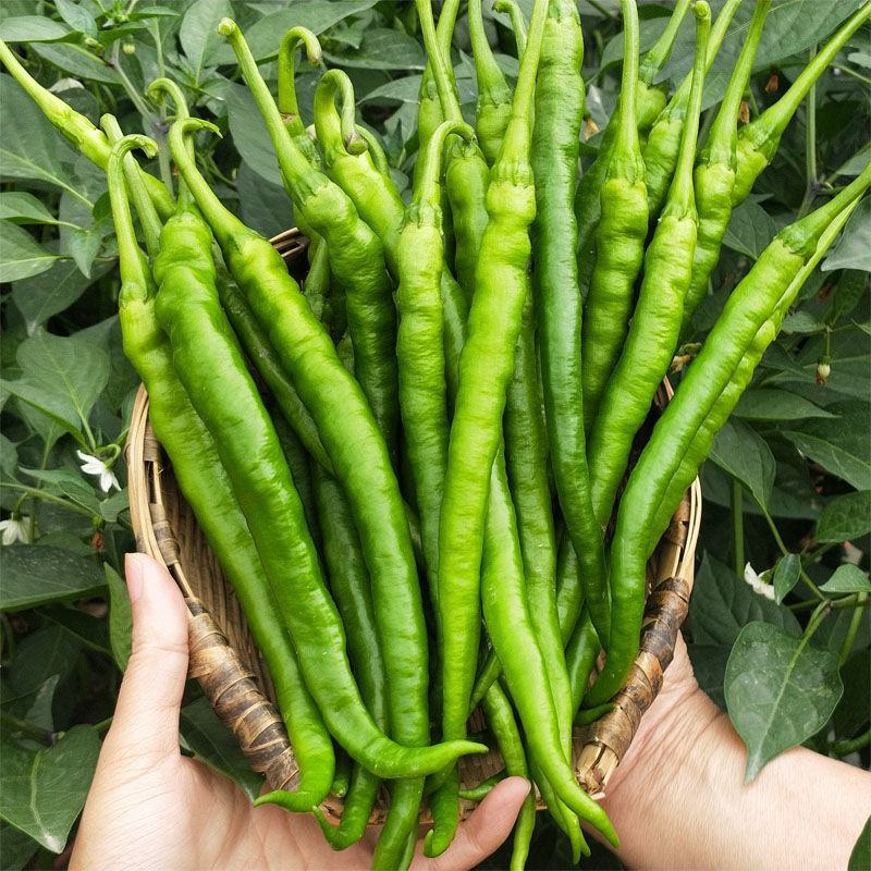 【二荆条辣椒】河南二荆条产地直发货源充足