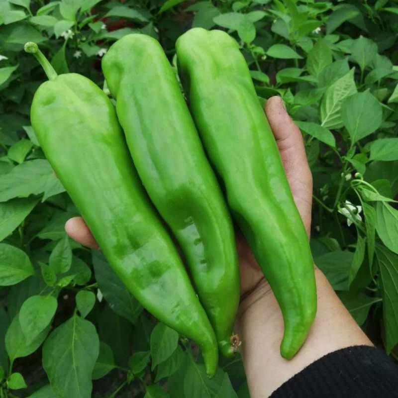 【二荆条辣椒】河南二荆条产地直发货源充足