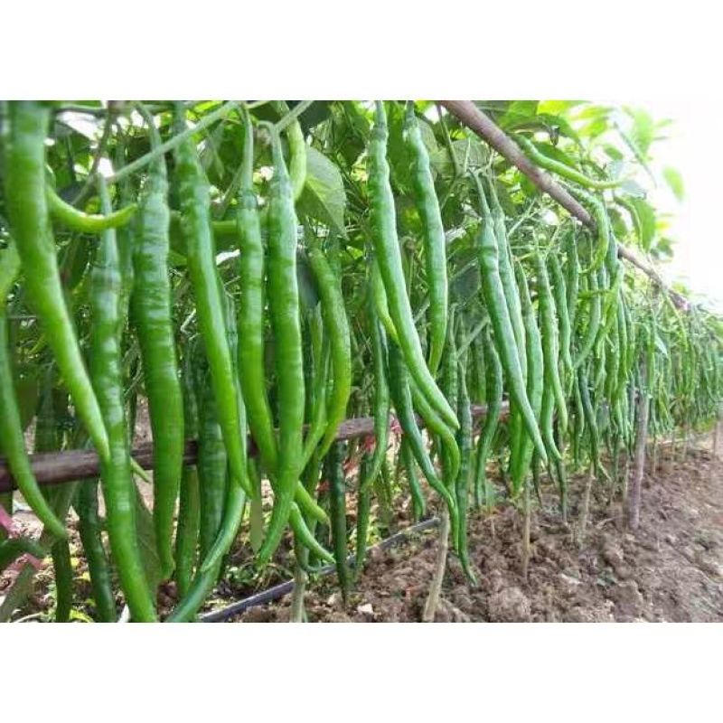 【二荆条辣椒】河南二荆条产地直发货源充足