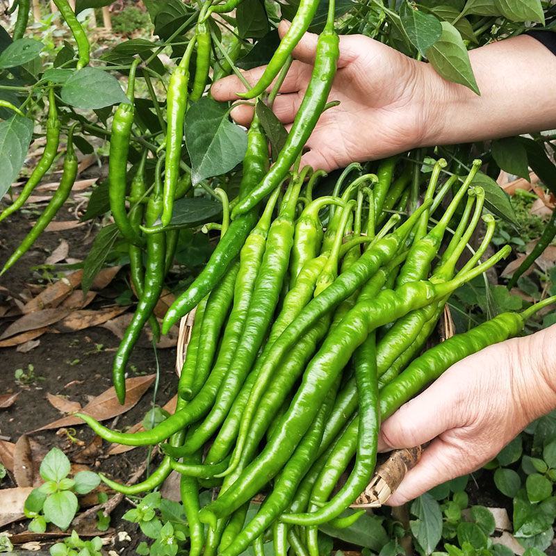 【二荆条辣椒】河南二荆条产地直发货源充足